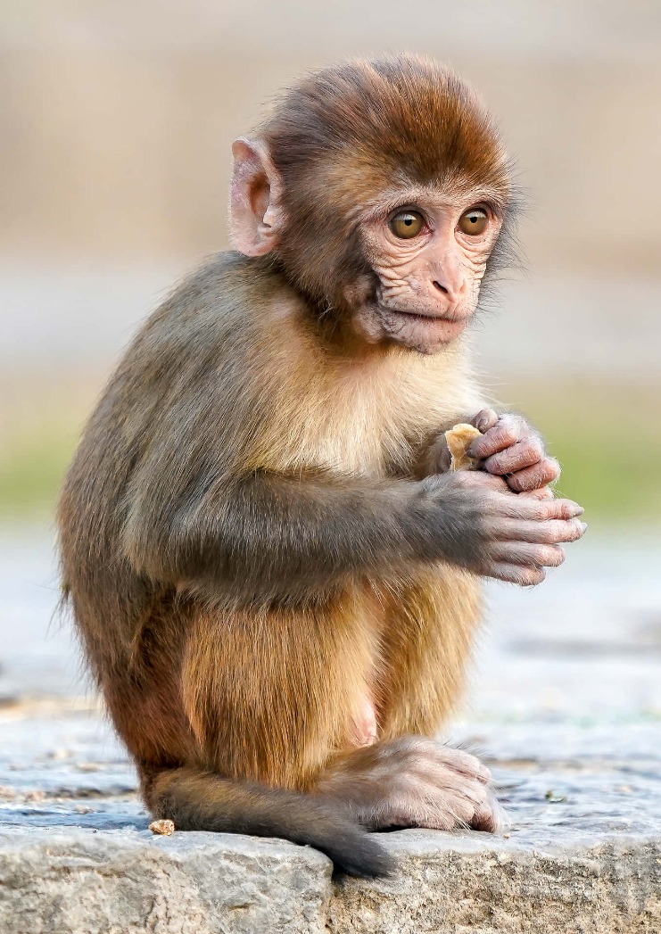 monkey x pill