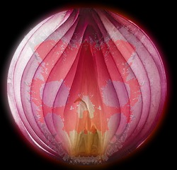 onion deep web search