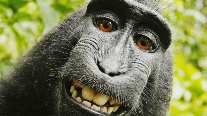 monkey xtc pill