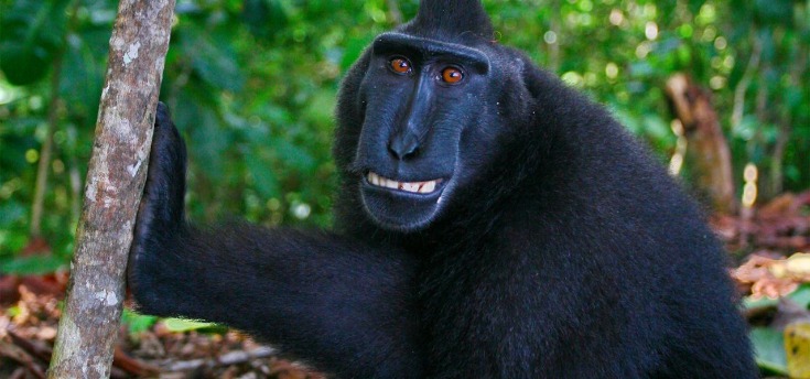 monkey xtc pill
