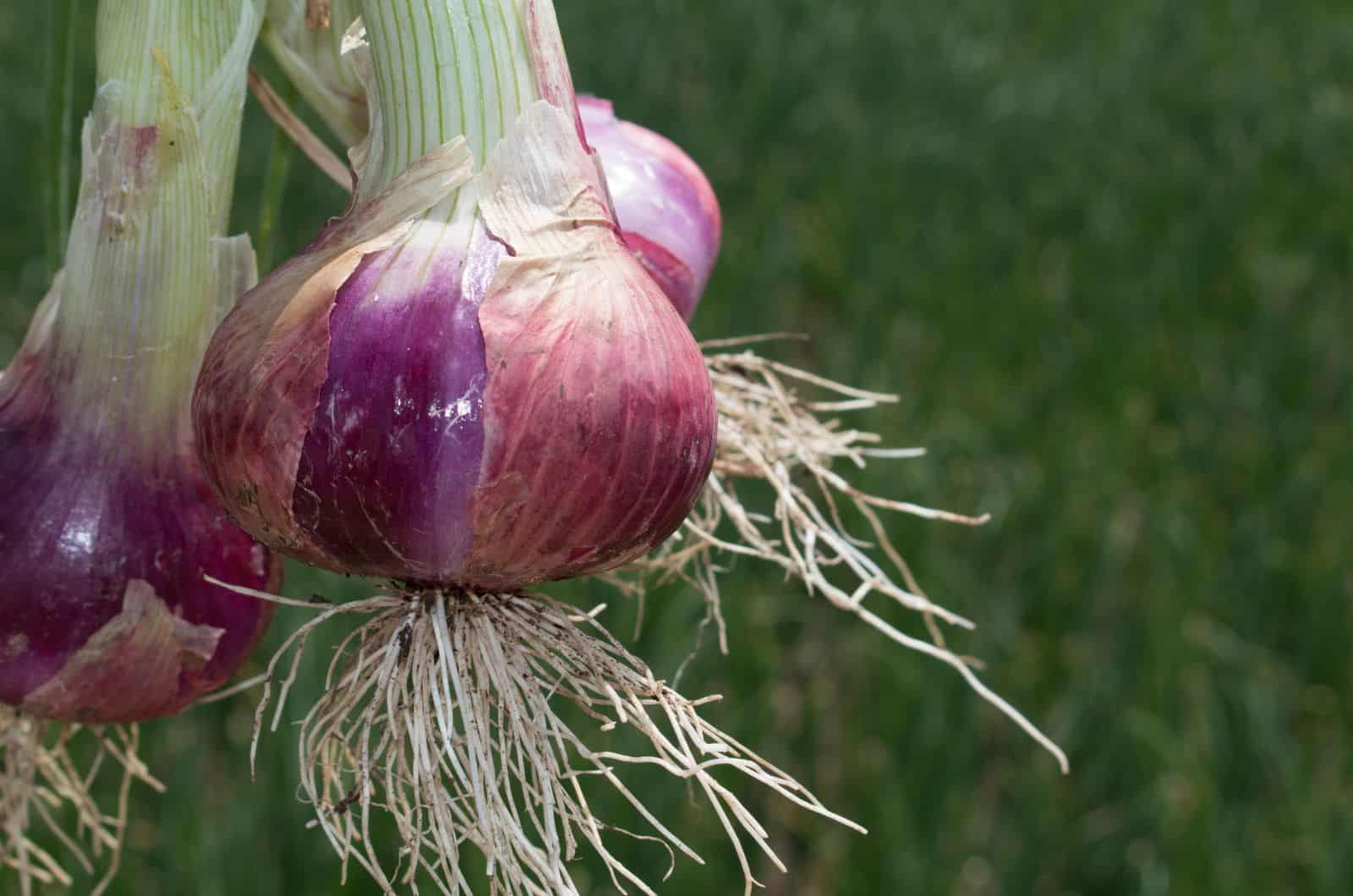 onion directory 2023
